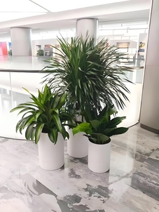 宁波前湾绿化养护价格大揭秘,你知道多少?